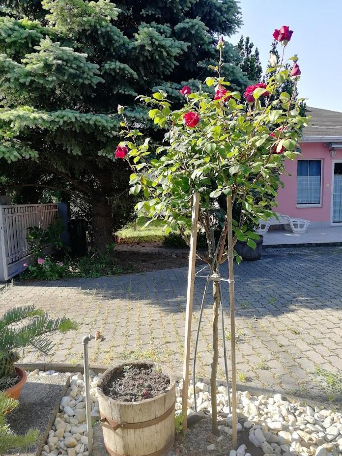 Feszek Apartmanhaz Vonyarcvashegy Exterior photo